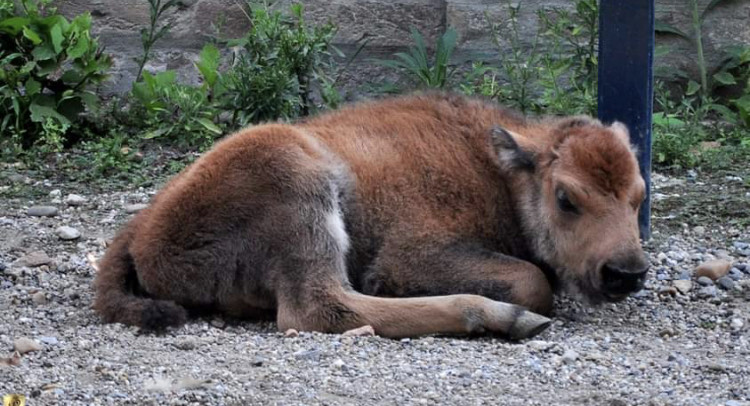Beo Zoo vrt objavio je jednu lepu vest – na svet je došla beba američkog bizona !!!