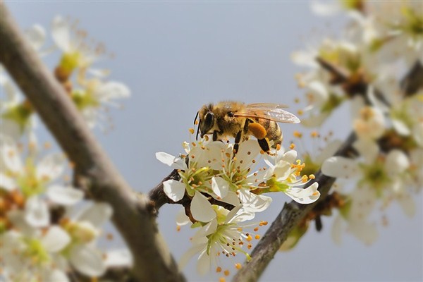Svako proleće donosi probleme pčelarima