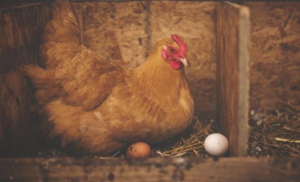 Šta je starije, kokoška ili jaje-Naučnici Univerziteta Šefild i Varvik našli odogovor na pitanje svih pitanja