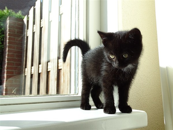 Crna mačka ima dobre strane-sujeverje ili ljubav…