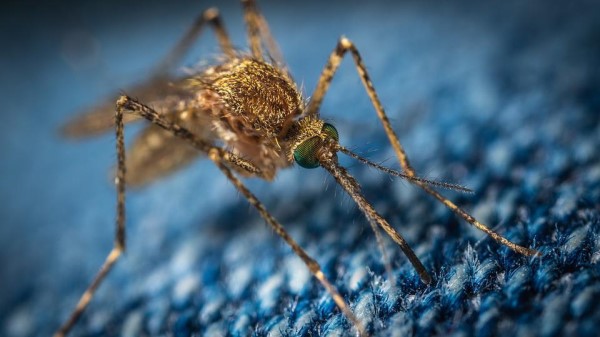 U Svilajncu 27. juna 2022. godine u  periodu od 18 do 22 h aviotretman u cilju suzbijanja komaraca
