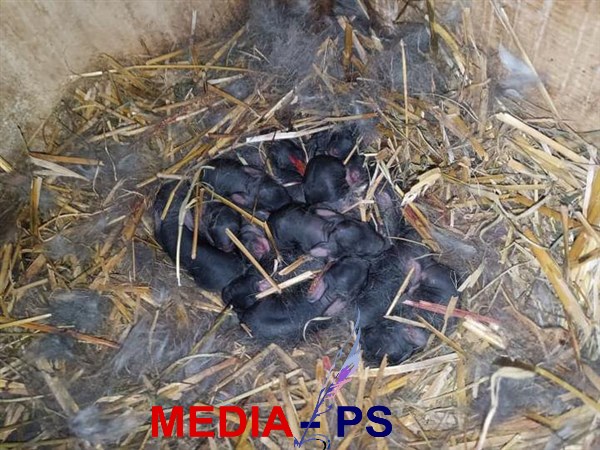 U selu Belosavci kod Topole, Milošu Iliću poznatom uzgajivaču kunića, ženka Orijaša okotila 18 malih zečića