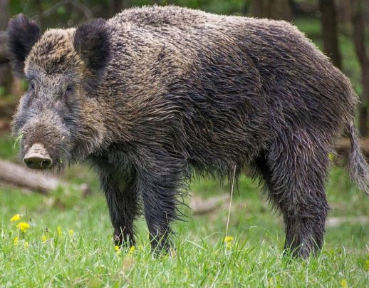 Veliki grupni lov na divlje svinje, vuka, lisicu i šakala u Troponju kod Svilajnca
